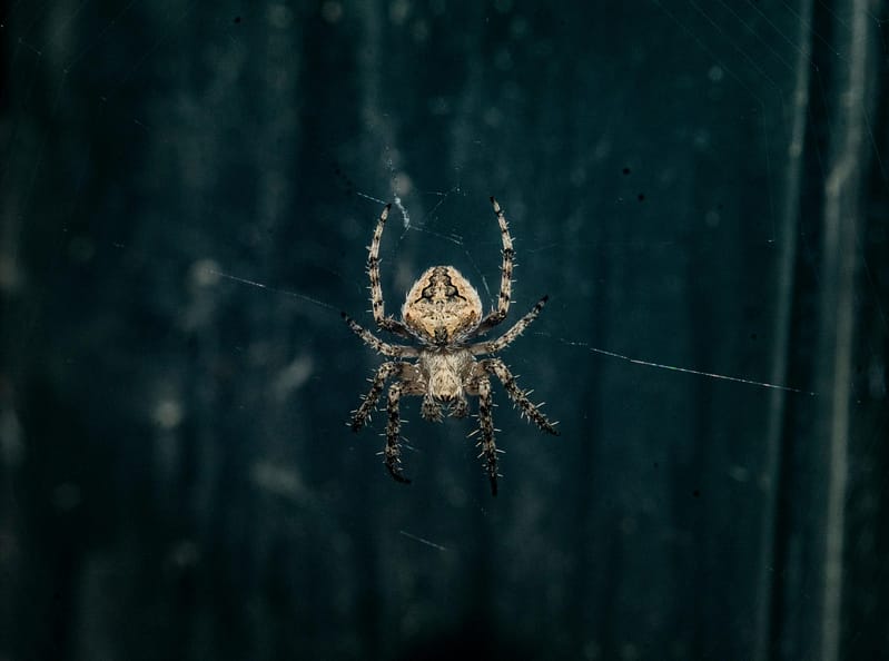 phobie des araignées